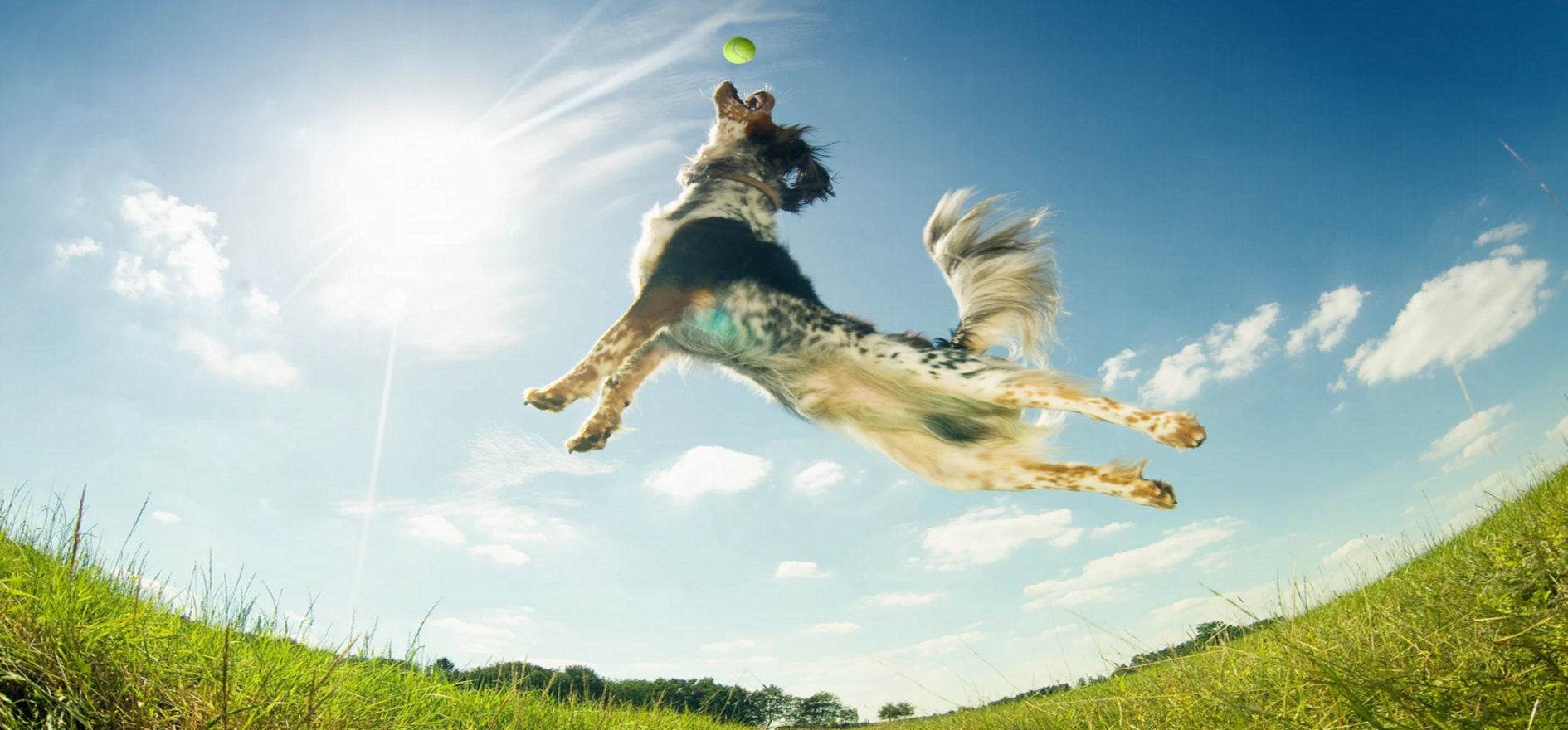Dog Kennels Manufacturer